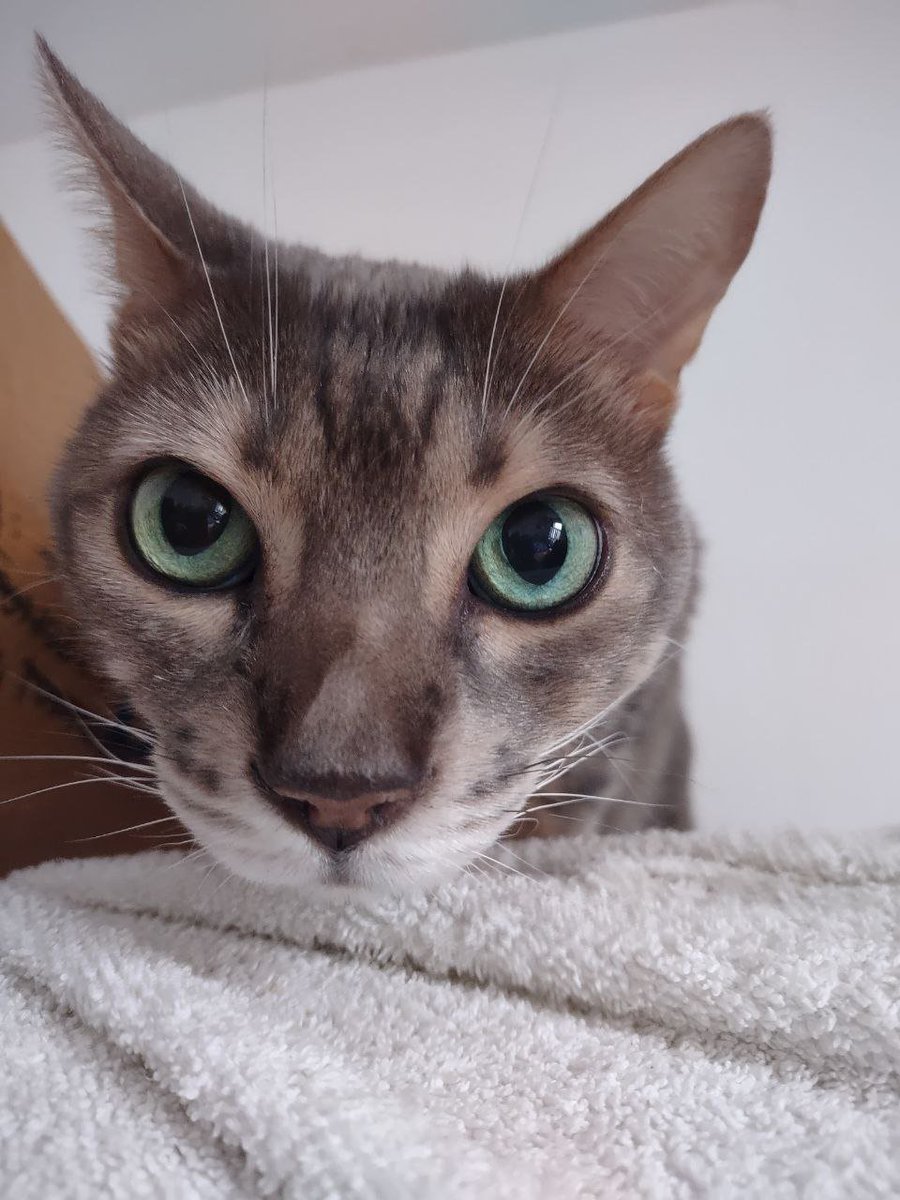 Lilyregale, 🌈Bibi😽,🌈 Colombo😽 (@lilyregale) on Twitter photo Happy #WhiskersWednesday dear <a href="/Hedgewatchers/">Hedgewatch</a> Bibi had mightier whiskers than me, but my eyes were absolutely magical. All the love and meow from🌈 Colombo Happy #WhiskersWednesday dear <a href="/Hedgewatchers/">Hedgewatch</a> Bibi had mightier whiskers than me, but my eyes were absolutely magical. All the love and meow from🌈 Colombo