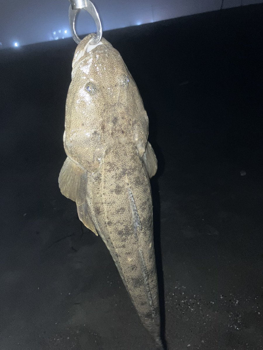 unagi_fish's tweet photo. 7/8 22時-7/9 2時
石巻サーフ
マゴチ6匹
最大56センチ
口掛かり2匹スレ掛かり4匹

誰もやらないだけで西公園でも深夜に釣れるんじゃない？今度やってみます https://t.co/0MCrfHb6rT