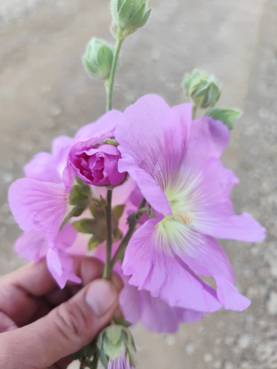 Yola değerini bilen ve incitmeyenlerle devam et. Çünkü gerçek sevenler incitmez, incitirse gönül alır ve seni o göz yaşınla uyumana izin vermez. Kötü hissettirenlerden vazgeçmediğin sürece iyi hissettirecekleri hiç göremezsin çünkü  bir kapı kapanmadan diğeri açılmaz.