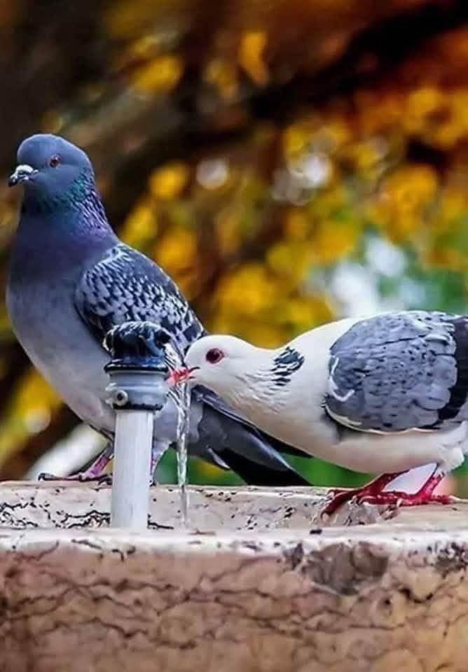 "kuşlar unutkan olurlar, gene gelecekler..."

#yaşarkemal