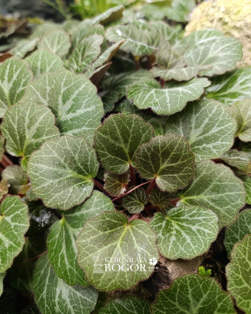 kebunraya_id's tweet photo. Sering dianggap sebagai Begonia, padahal Saxifraga stolonifera bukanlah begonia karena masuk dalam suku yang berbeda. Begonia masuk dalam suku Begoniaceae, sedangkan Saxifraga stolonifera masuk dalam suku Saxifragaceae (keluarga kupingmacan-kupingmacanan). Tumbuhan asal Cina, Jepang, dan Korea ini tersebar luas di wilayah beriklim sedang di Eurasia dan di Amerika Utara. Sama seperti Begonia, Saxifraga juga digemari dijadikan tanaman hias di seluruh dunia karena memiliki daun yang indah. Selain itu Saxifraga stolonifera juga dimanfaatkan dalam pengobatan tradisional di wilayah Asia Timur lho.

Tumbuhan yang dikenal juga sebagai “Begonia Stroberi”, ini tumbuhan unik yang menyebar melalui stolon batang menjalar seperti stroberi dan menghasilkan tumbuhan baru di ujungnya. Daunnya berbentuk bulat dengan urat keperakan yang mencolok dan bagian bawah berwarna merah keunguan. Bunga mungilnya berwarna putih dengan dua kelopak bawah yang memanjang menyerupai sayap, menciptakan tampilan yang menarik.

Jumpai langsung keunikan Saxifraga stolonifera di Taman Begonia, Kebun Raya Bogor, ya!

#AyoKeKebunRaya #KebunRayaBogor #BotanicalGardens