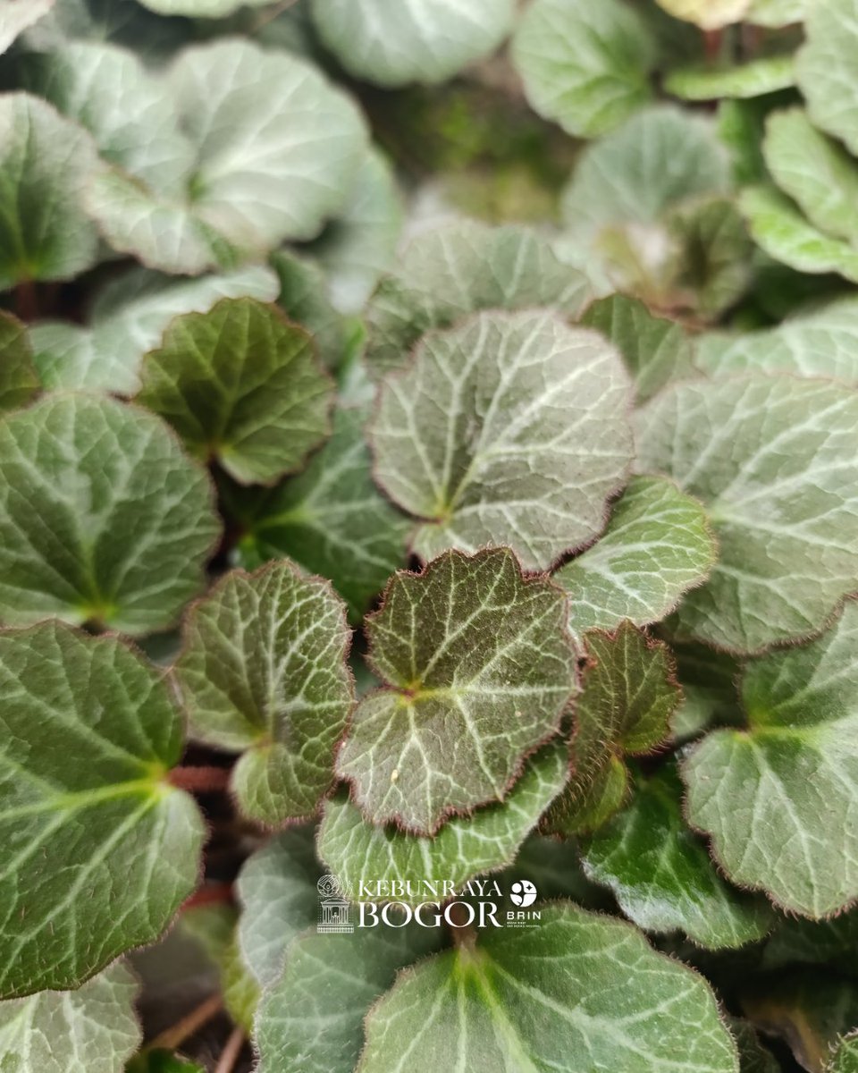 kebunraya_id's tweet photo. Sering dianggap sebagai Begonia, padahal Saxifraga stolonifera bukanlah begonia karena masuk dalam suku yang berbeda. Begonia masuk dalam suku Begoniaceae, sedangkan Saxifraga stolonifera masuk dalam suku Saxifragaceae (keluarga kupingmacan-kupingmacanan). Tumbuhan asal Cina, Jepang, dan Korea ini tersebar luas di wilayah beriklim sedang di Eurasia dan di Amerika Utara. Sama seperti Begonia, Saxifraga juga digemari dijadikan tanaman hias di seluruh dunia karena memiliki daun yang indah. Selain itu Saxifraga stolonifera juga dimanfaatkan dalam pengobatan tradisional di wilayah Asia Timur lho.

Tumbuhan yang dikenal juga sebagai “Begonia Stroberi”, ini tumbuhan unik yang menyebar melalui stolon batang menjalar seperti stroberi dan menghasilkan tumbuhan baru di ujungnya. Daunnya berbentuk bulat dengan urat keperakan yang mencolok dan bagian bawah berwarna merah keunguan. Bunga mungilnya berwarna putih dengan dua kelopak bawah yang memanjang menyerupai sayap, menciptakan tampilan yang menarik.

Jumpai langsung keunikan Saxifraga stolonifera di Taman Begonia, Kebun Raya Bogor, ya!

#AyoKeKebunRaya #KebunRayaBogor #BotanicalGardens