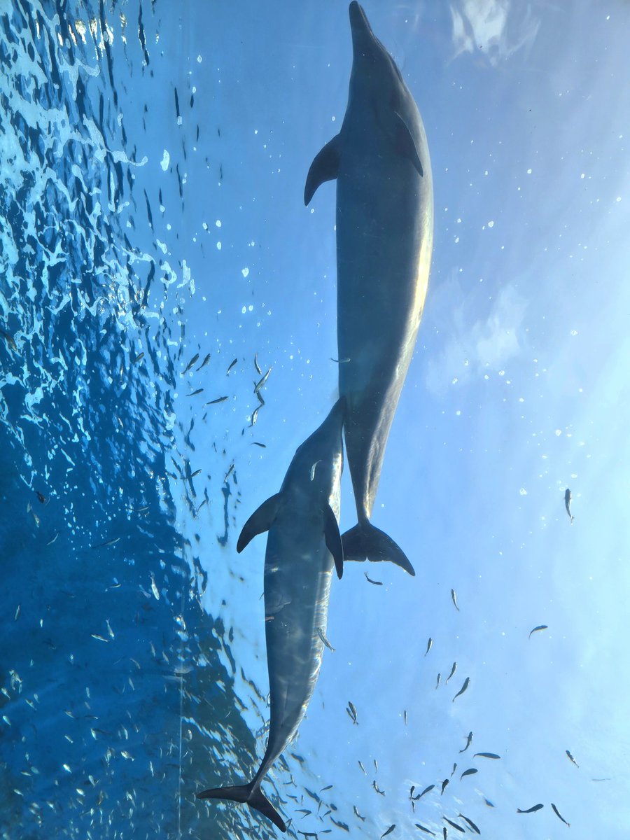 海の中なう(大嘘)