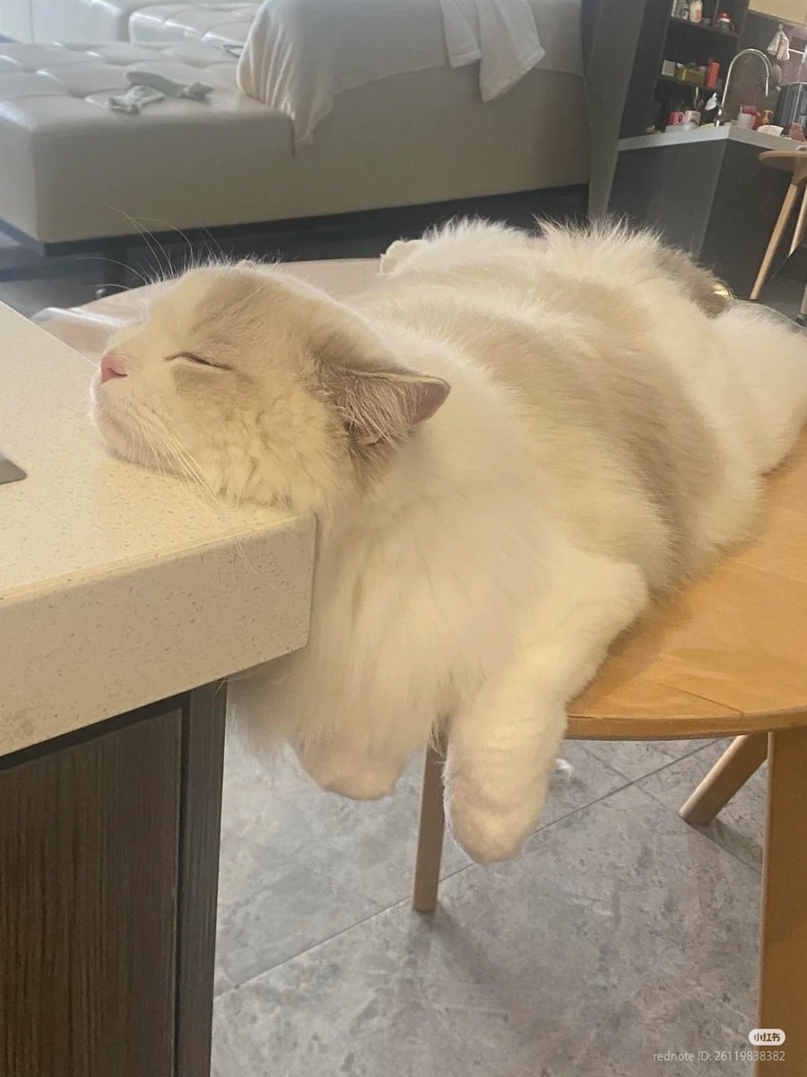 nocontextscats's tweet photo. 😴 https://t.co/FfHXgfAbNY