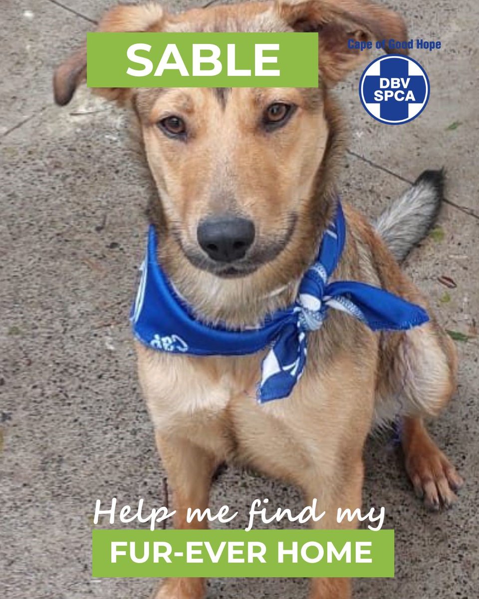 Cape of Good Hope SPCA (@capespca) on Twitter photo *ADOPTIONS* 🐶 DOG OF THE DAY 🐾 SABLE
📍Meet Sable here: pulse.ly/ipdkqmcwuz
📞 Call our Adoptions Centre on (021) 700 4140 | 📧 adoptions@spca-ct.co.za
📲 Please share Sable’s profile—her forever family might be just one post away.
#adoptdontshop #spca #capespca *ADOPTIONS* 🐶 DOG OF THE DAY 🐾 SABLE
📍Meet Sable here: pulse.ly/ipdkqmcwuz
📞 Call our Adoptions Centre on (021) 700 4140 | 📧 adoptions@spca-ct.co.za
📲 Please share Sable’s profile—her forever family might be just one post away.
#adoptdontshop #spca #capespca