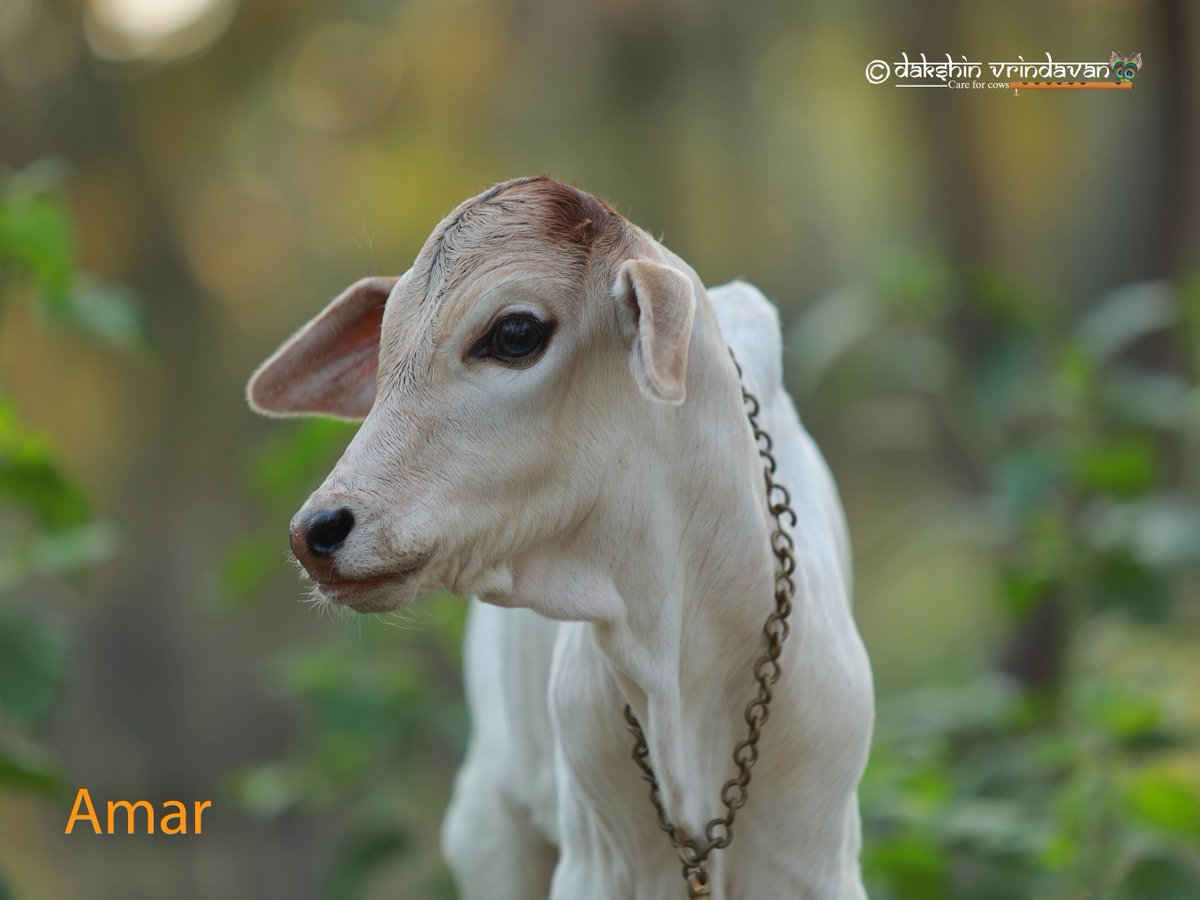 Amar was one of five newborn male calves ripped from their mothers &amp; sent to Pollachi market for slaughter—deemed “worthless.” 💔
But rescued by Rajaram ji &amp; now lovingly adopted by Shri Anish &amp; Smt Neeraja Sheth, Amar’s life has turned from betrayal to belonging.