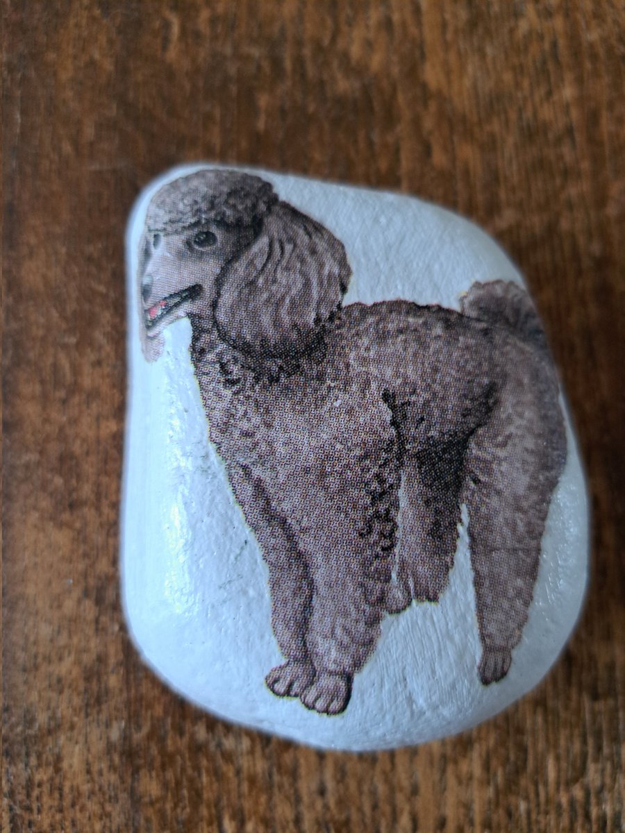 yorkshirejune's tweet image. Morning @spanswicktweets .Here are a few of my favourite memories from the @greatyorkshow 
@BBCYork .Thanks for your name check this morning. Off to pick up @HearingDogs Ambassador Pasha  later this morning.