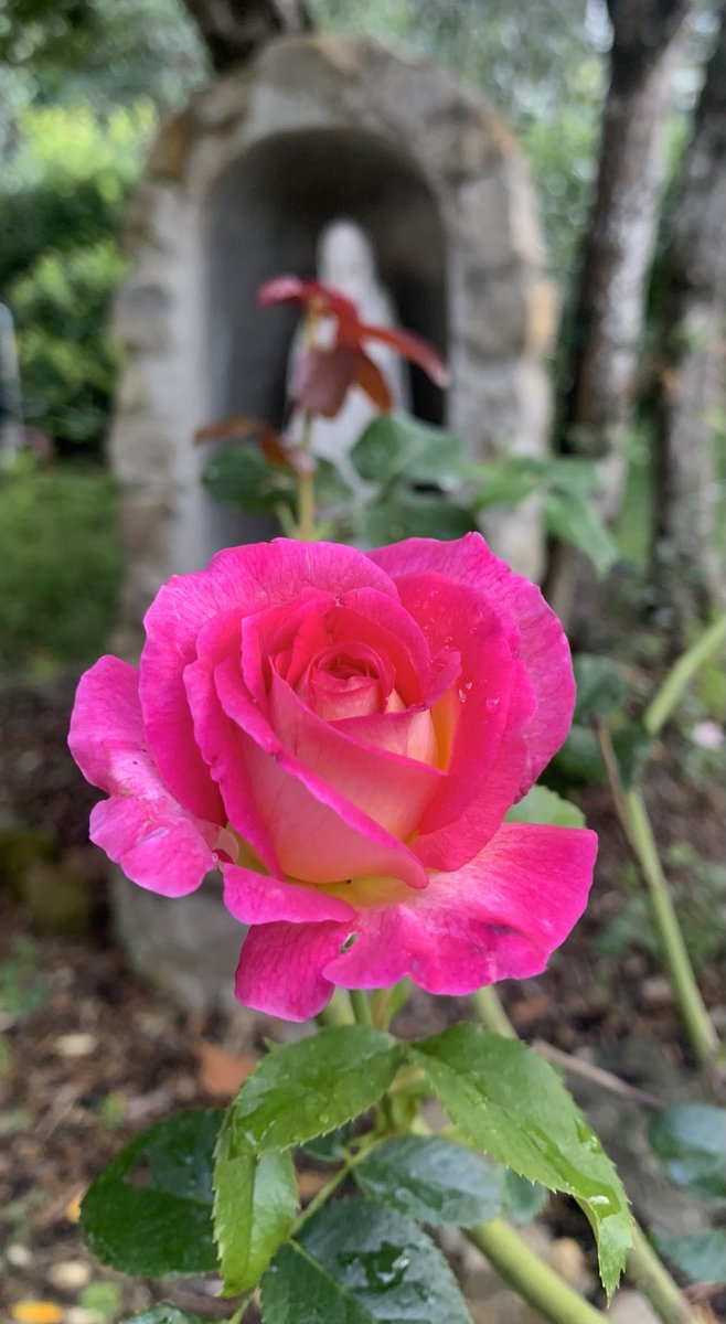 «Signore, apri le mie labbra e la mia bocca proclami la tua lode.»

(Dopo la pioggia e due notti fresche, il giardino ricomincia a fiorire. Buongiorno.)