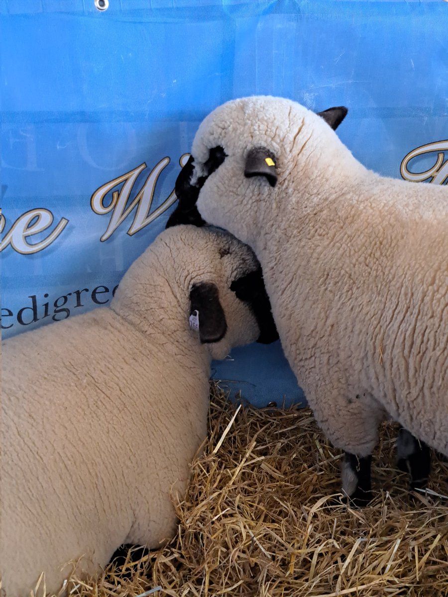 yorkshirejune's tweet image. Morning @spanswicktweets .Here are a few of my favourite memories from the @greatyorkshow 
@BBCYork .Thanks for your name check this morning. Off to pick up @HearingDogs Ambassador Pasha  later this morning.
