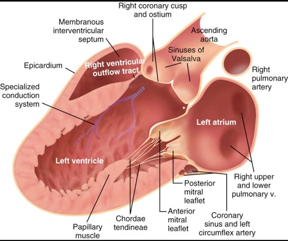 Vista paraesternal ,anatomía del corazón 🫀