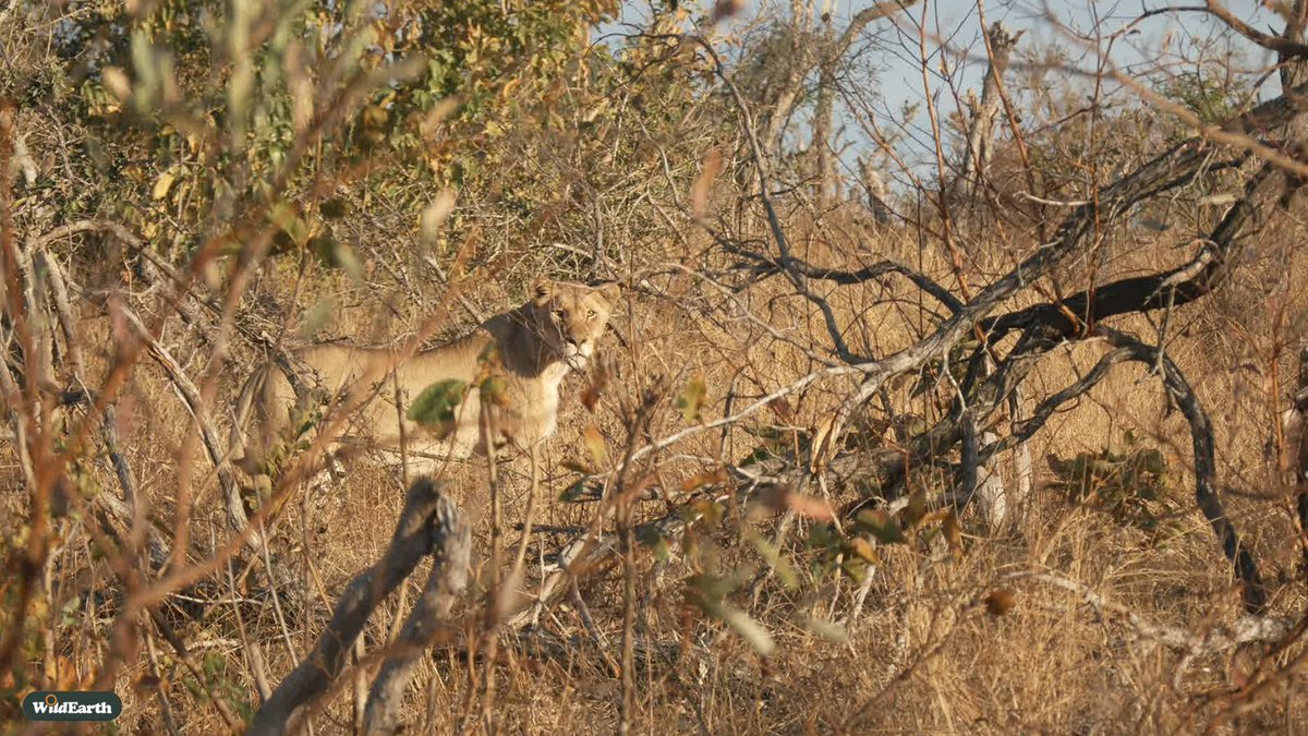 Time for a hunt  #wildearth