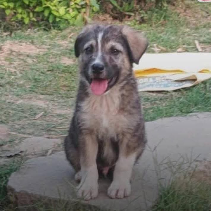 Mandi | A voiceless angel in the form of a dog 🐾

In Syathi village, a pet dog named Rocky saved 67 lives by barking relentlessly during a midnight landslide. His alert helped his owner warn 22 houses just in time.

A silent hero. A divine signal.
