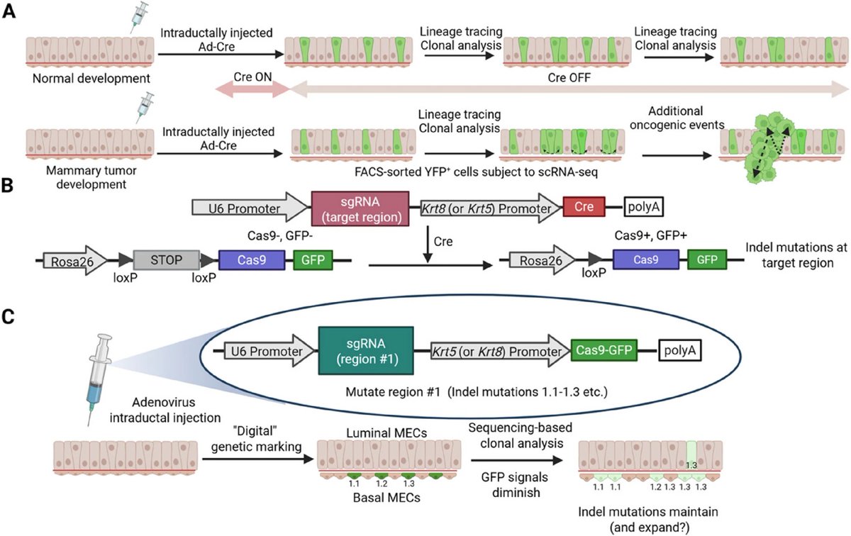 Mammary_journal's tweet image. Xueqing Chen, Zhe Li & colleagues from @harvardmed & @BrighamWomens provide a comprehensive evaluation of the adenovirus-Cre approach in mammary gland biology, comparing it to the CreER-based method, and discussing its advantages and disadvantages.
link.springer.com/article/10.100…
