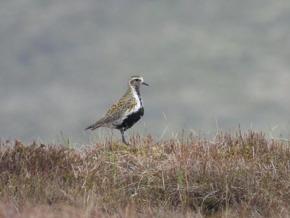 tom_mckinney's tweet image. Golden Plover in the Pennines was this morning's dawn chorus in Breakfast @bbcradio3. This one 📸 was on the Snake Pass in Derbyshire. Come join us till 9.30!