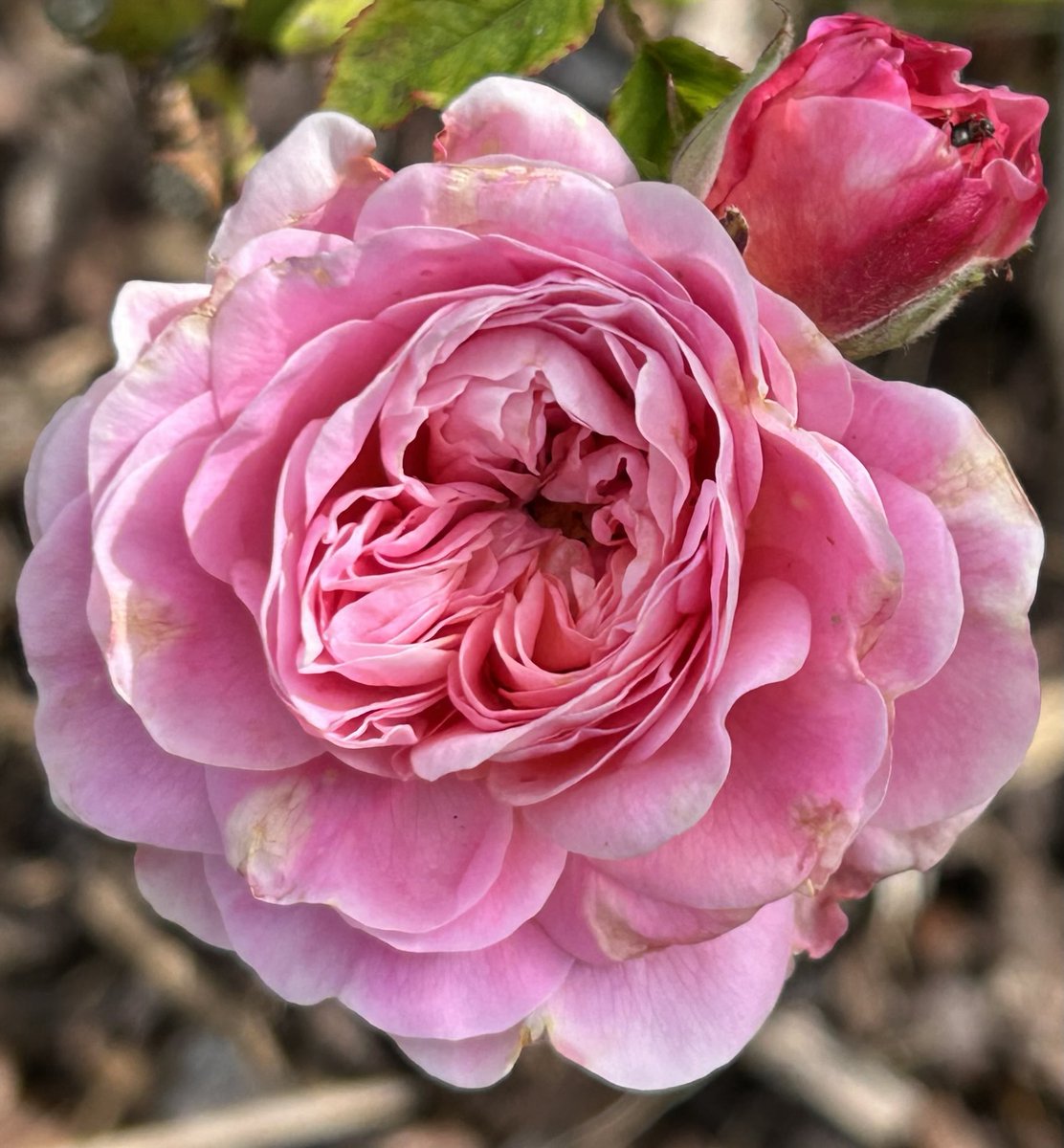HelenMSimpson26's tweet image. Eustacia Vye, suffering from the long, hot, dry spell in the spring, followed by recent weeks of rain, my roses are not very happy this year. Happy #RoseWednesday folks.