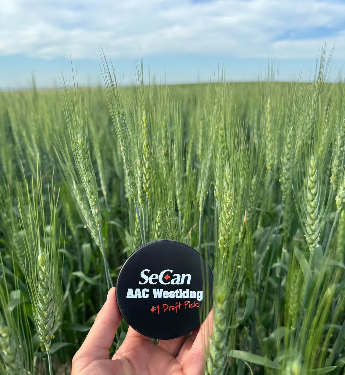Two days ‘til AIM – We’ve got the seeds; we’ve got the site!
· 60 Varieties
· 5 launches
· CDC on site July 15 &amp; 16
· Passionate SeCan staff
Bonus: giveaway contest!
What more reason do you need? Site 378
See you there!
#AgInMotion #SeCan #CanadasSeedPartner