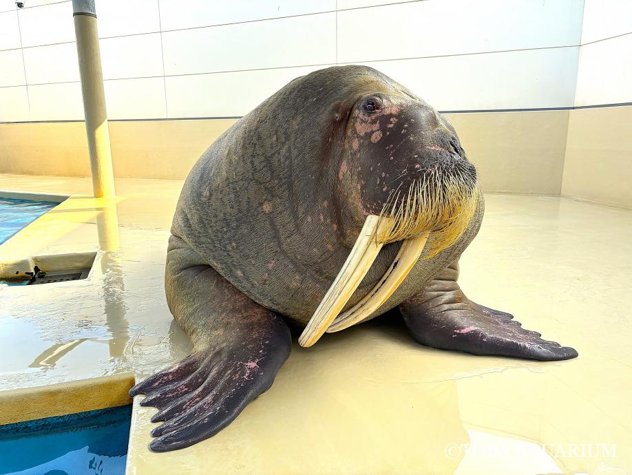鳥羽水族館（TOBA AQUARIUM） on X: 