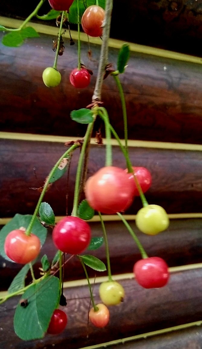 <a href="/aijjtoto/">Инга</a> у нас тоже летний прогресс ))🍒 
доброе утро! 🥰