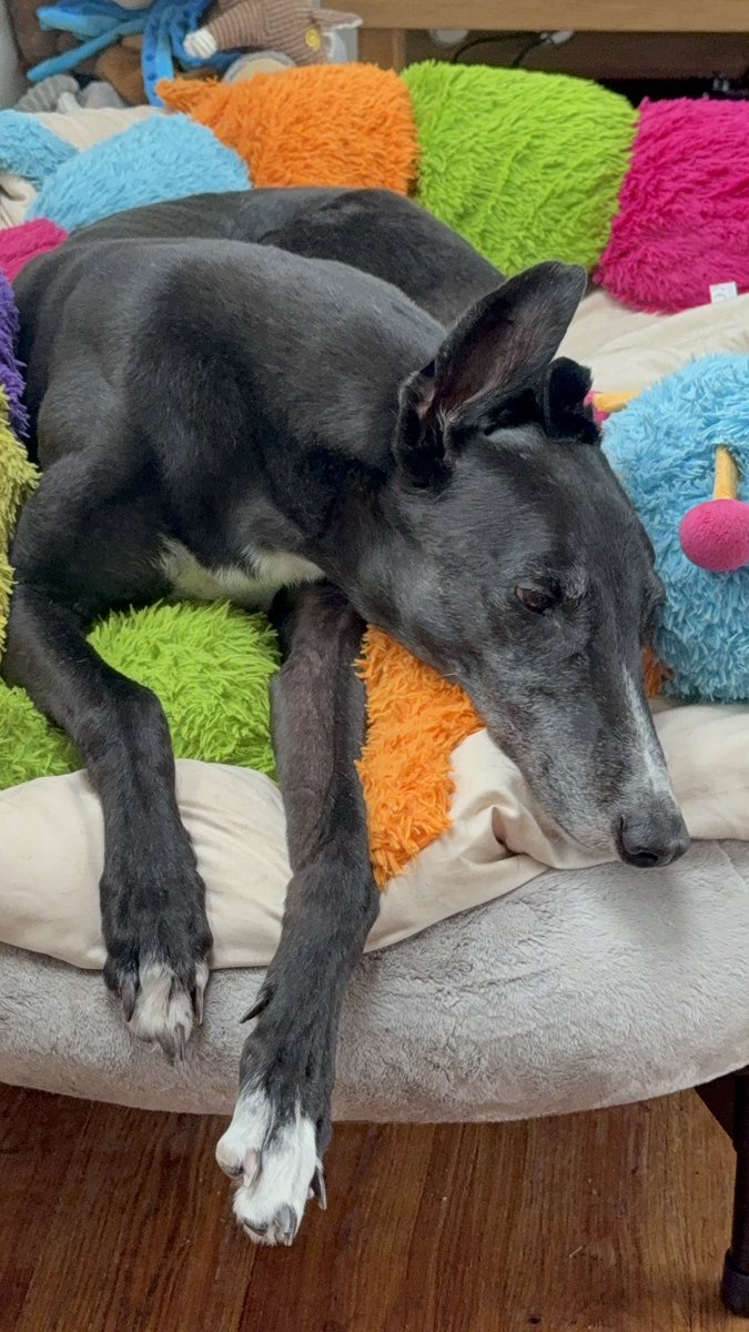 paddythegreyt's tweet image. Misty rainy mornings hit different when you’re an ex racing adopted greyhound. You don’t have to be productive every second. You don’t have to chase anything today (leave that to my dreams). Take your time, sip your tea and watch the raindrops fall. Take it from me, sometimes the…