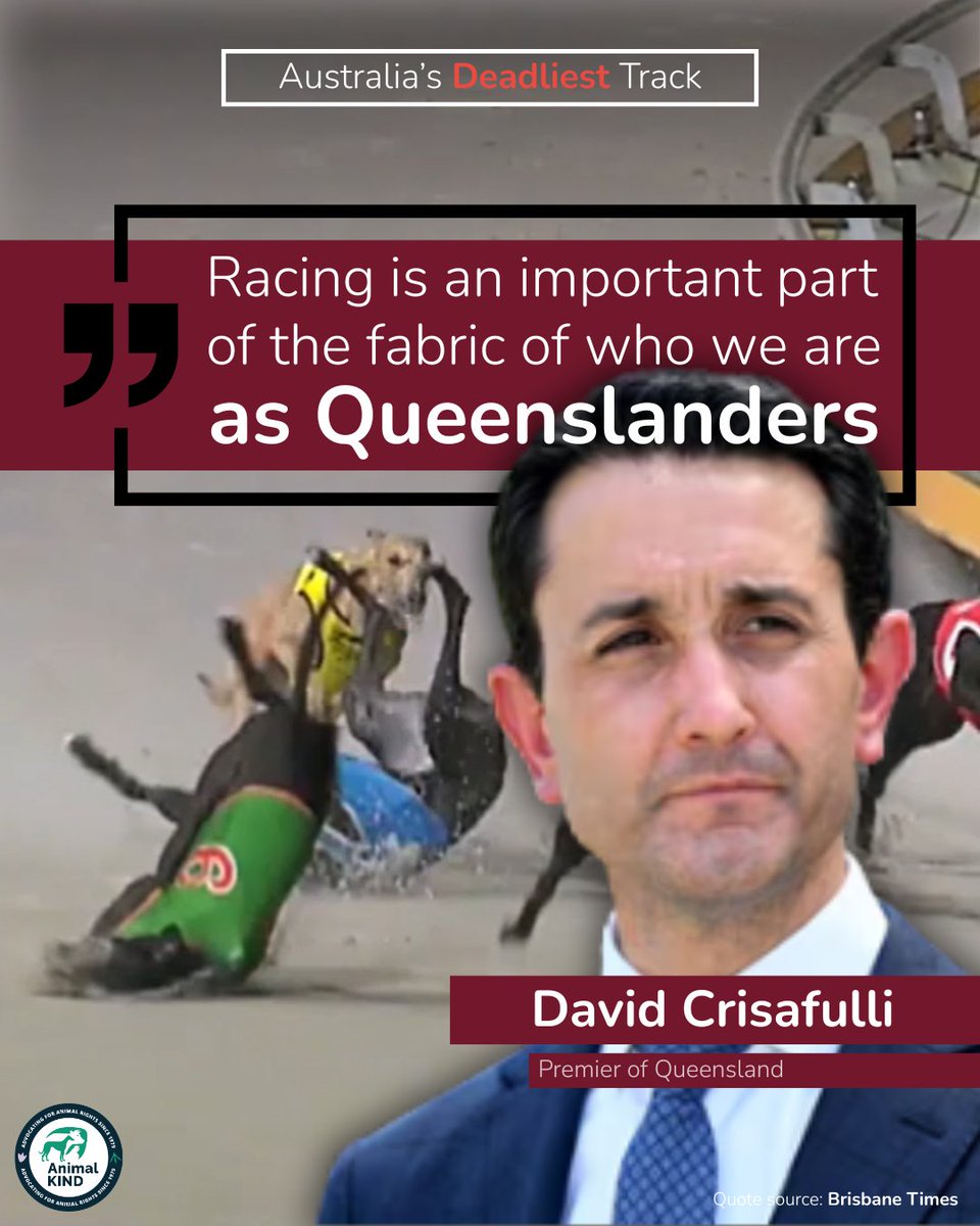 animalkind_aus's tweet image. The Queensland Premier thinks Queenslanders support greyhound racing injuries and deaths,  are happy with the $44m dollars they spent on The Q, and that racing is an essential and fundamental part of being a Queenslander.

✊️ Show him he is wrong: animalkind.org.au/2025/06/26/cal…
