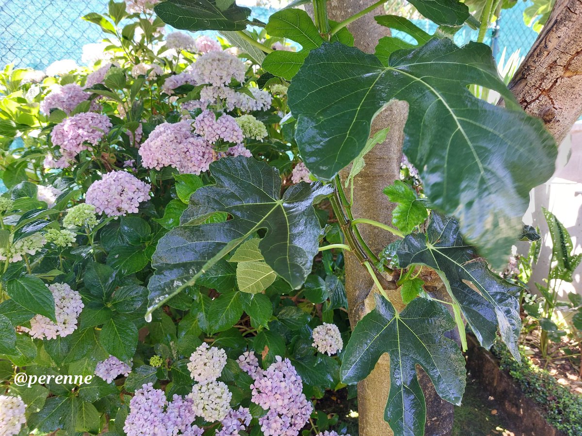 Perenne5's tweet image. Creo que llevaba razón aquél que dijo que el secreto no era correr detrás de las mariposas, sino cuidar del jardín para que ellas vengan hacia tí.
#BuenosDías #9Julio