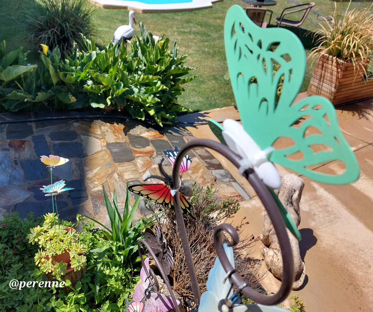 Perenne5's tweet image. Creo que llevaba razón aquél que dijo que el secreto no era correr detrás de las mariposas, sino cuidar del jardín para que ellas vengan hacia tí.
#BuenosDías #9Julio