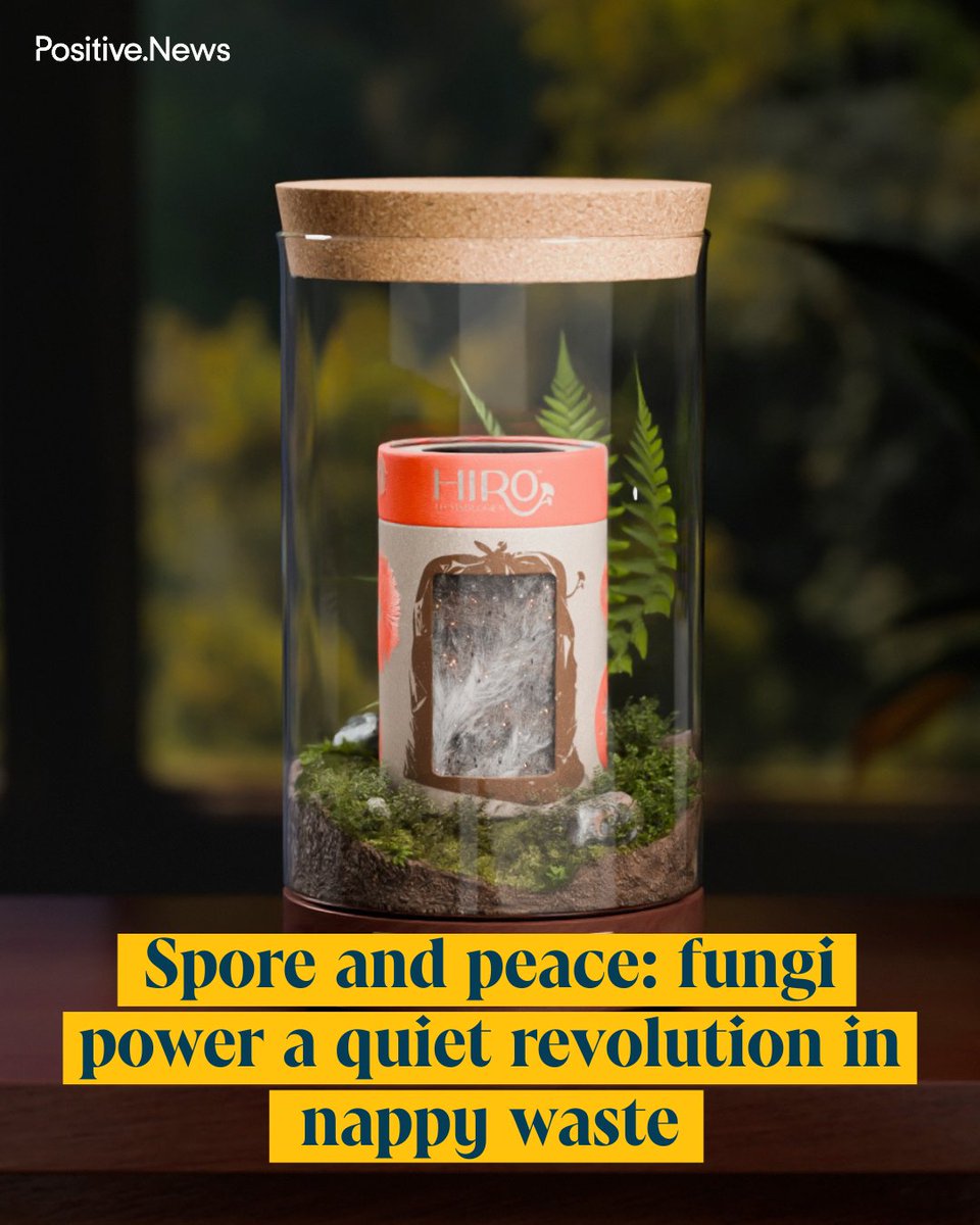 PositiveNewsUK's tweet image. A US-based biotech firm has developed a plastic-eating fungi, offering an eco-friendly solution to tackle the global nappy waste crisis
positive.news/society/spore-…