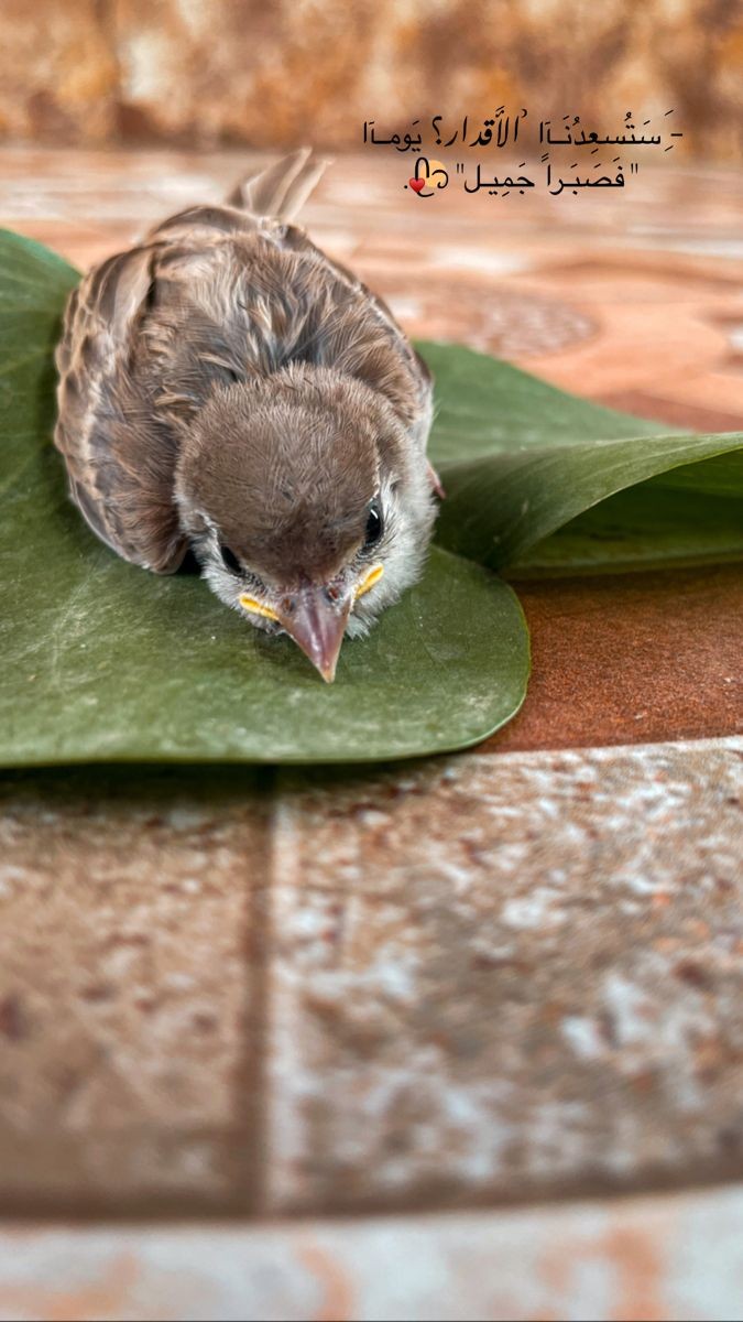 أجمل ما في الأقدار، أنها تأتي بما لم نتوقعه، وفي الوقت الذي نظنه ضائعًا، تهدينا ما ظننّاه مستحيلا.

#صباح_الخير
#صباح_الخير_والسعاده