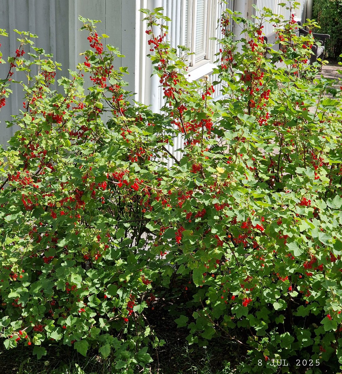 IDadzkov's tweet photo. Red currant became ripe. Röda vinbär mognade ut. Созрела красная смородина. Чырвоныя парэчкі паспелі.
#nature #summer #ripening #berries #RedCurrant #RödaVinbär #RipeningPhoto #BerriesPhoto https://t.co/CTSuWBJzXx