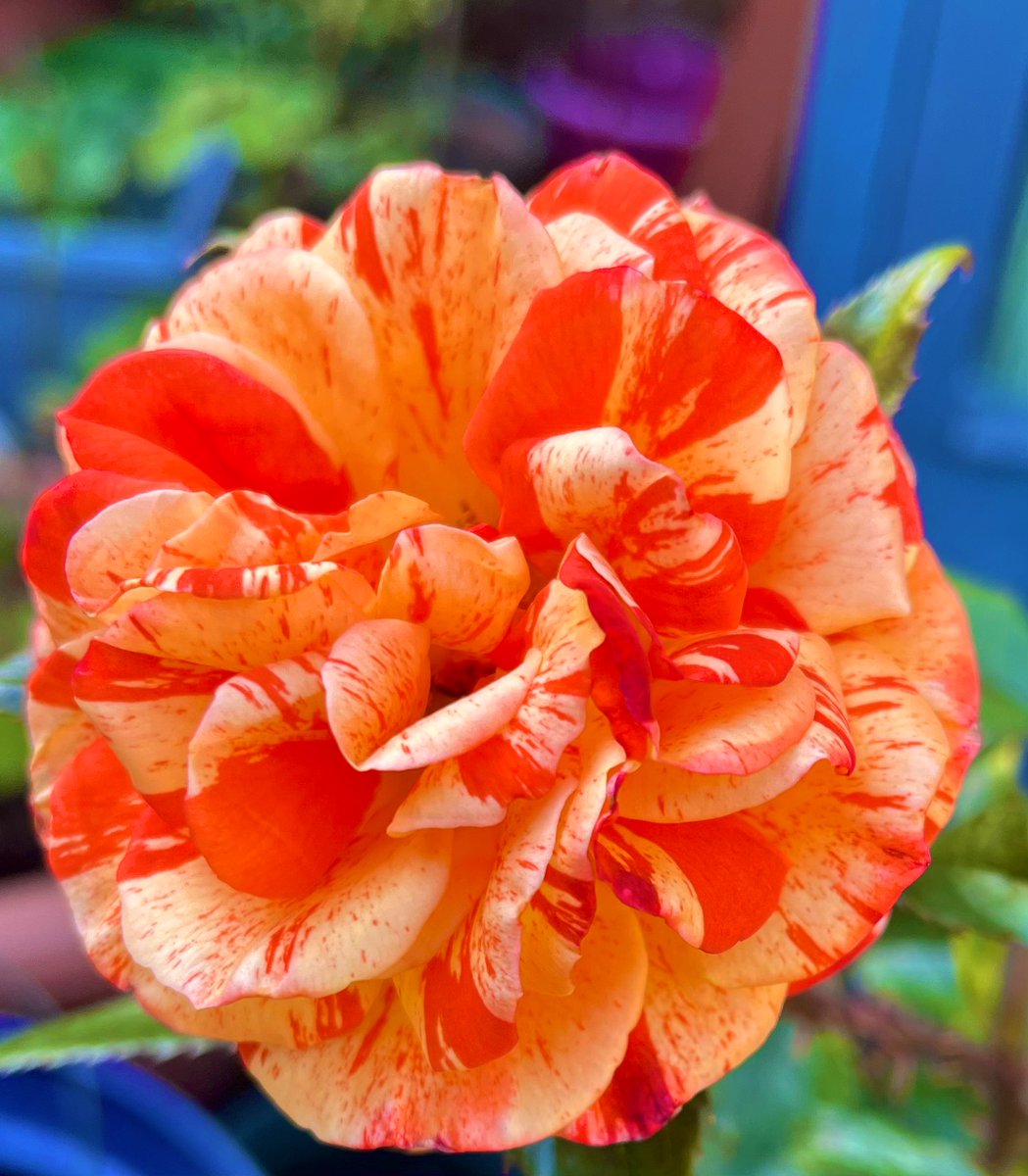 Happy #RoseWednesday and here’s “Oranges and Lemons” Rose. Striking colours that are perfect for a warm summer day. Have a lovely rose filled day everyone.#Roses #GardeningX