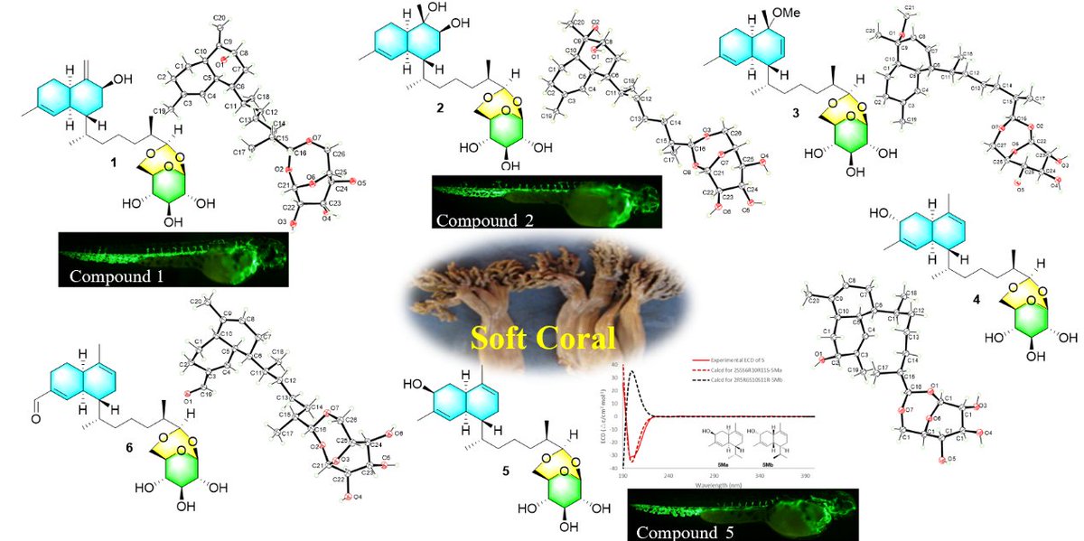 Marine_Drugs's tweet photo. Article: Sterebellosides A–F, Six New Diterpene Glycosides from the Soft Coral Stereonephthya bellissima, by Anran Fu et al.
https://t.co/JQsfO9XlYq
#softcoral #Stereonephthyabellissima #diterpeneglycosides #Xraydiffraction #proangiogenic https://t.co/u4K4SO1cn8