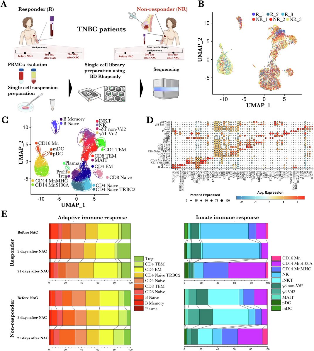 Denisov_EV's tweet photo. Our paper "Single-cell transcriptomic profiling of immune landscape in triple-negative breast cancer during neoadjuvant chemotherapy" is just out in NPJ Systems Biology and Applications: https://t.co/riRcMTcHNz

#breastcancer #chemotherapy #immunesystem #singlecell #BDRhapsody https://t.co/FeULYIG60i