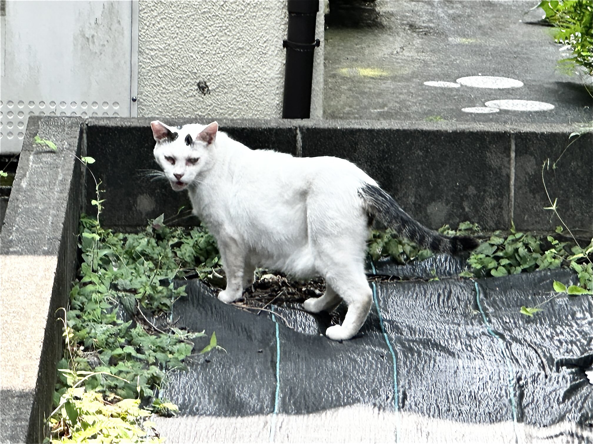 ねこ 楽天市場】猫 おもちゃ 木製 回転 観覧車 ネコ おもちゃ ねこ