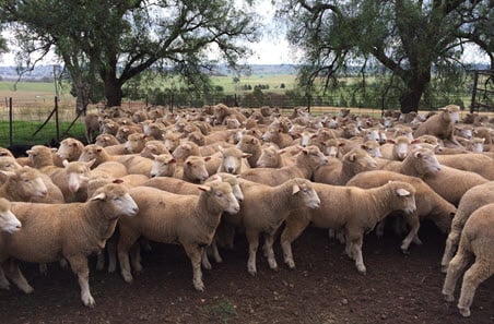 Reflecting changing sentiment in the SSF. 🐑 

The latest SSF materiality assessment has measured the changing sustainability priorities across the industry.

Find out more about what’s important to stakeholders. 👇 
sheepsustainabilityframework.com.au/resources/news…