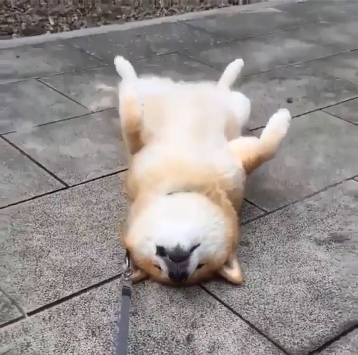 <a href="/binance/">Binance</a> $MARU is set for a huge surge.

 Japan’s happiest Shiba Inu after Kabosu, with millions of global fans, its strong narrative could drive multi-million value. Skyrocketing soon!

Ca 0xe6f4567c330625f3488ec69266f5ddd3f3841f33