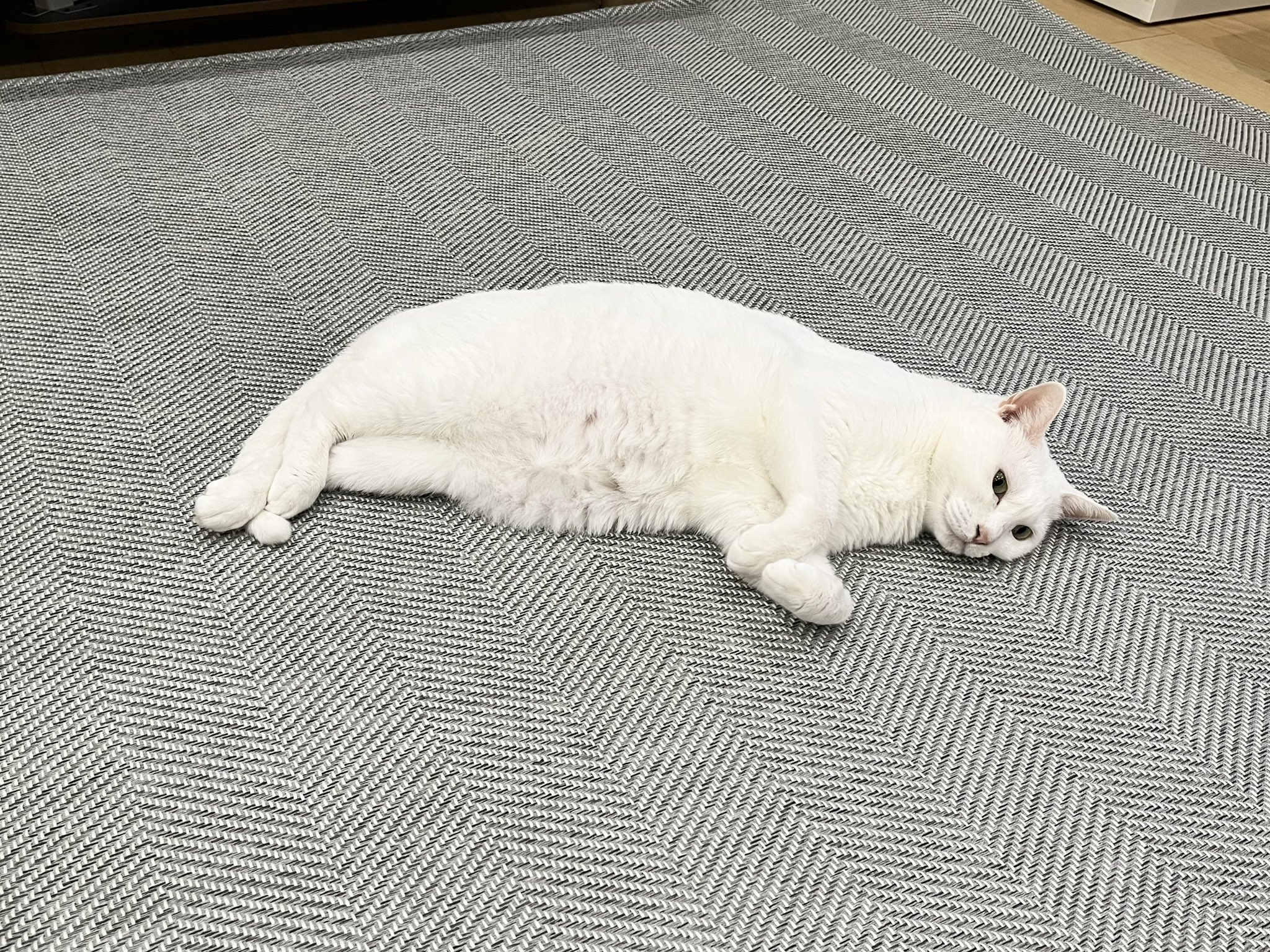 ねこ好き カイ on X: 