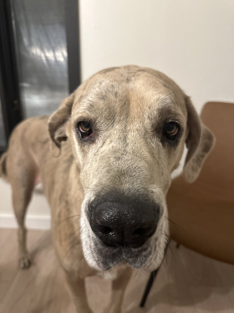 Sa_Monty hates bfdi but game, but it's Jude's favorite game!