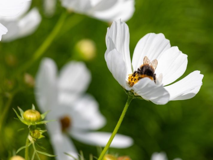 WarksNGS's tweet photo. Ryton Garden Organic welcomes visitors for the National Garden Scheme this Saturday. The gardens are bursting with vegetables, flowers, insects and organic inspiration!

Ryton Organic Gardens, CV8 3LG
Saturday 12th July, 1 - 5pm
Refreshments available!

https://t.co/dtFKjfATOm https://t.co/X5SirRic6M