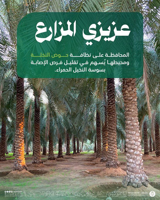 WeqaaCenter's tweet image. عزيزي المُزارع .. حفاظك على نخيلك ومتابعتك المستمرة لها يقيها من الإصابة بآفة #سوسة_النخيل_الحمراء
#وقاء
#توعية_وتثقيف
#الصحة_النباتية
