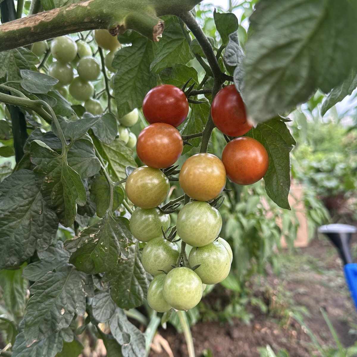 그거 아세요 방울토마토는 그라데이션으로 익어요 🍅