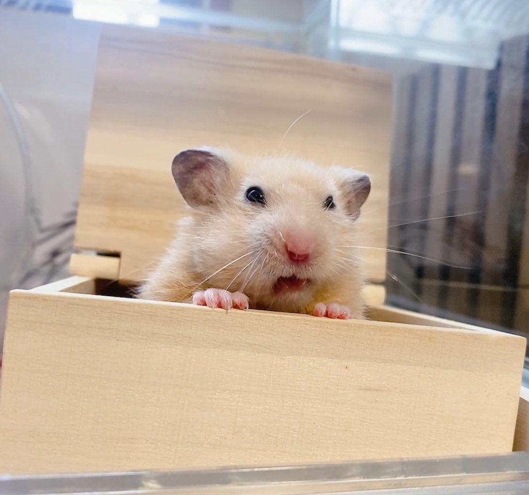 今朝のケムスター