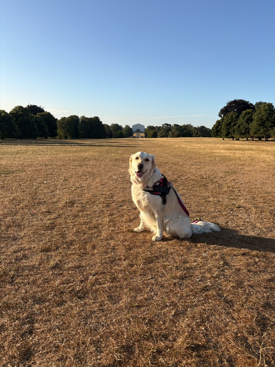 SarahReeve1's tweet photo. Happy Hump day you crazy lot, hope you have a good day 💕💕💕 early morning photo dump from our walk this morning #CassieDog #RetrieverLife #BlenheimPalace https://t.co/HvGlndTY7v