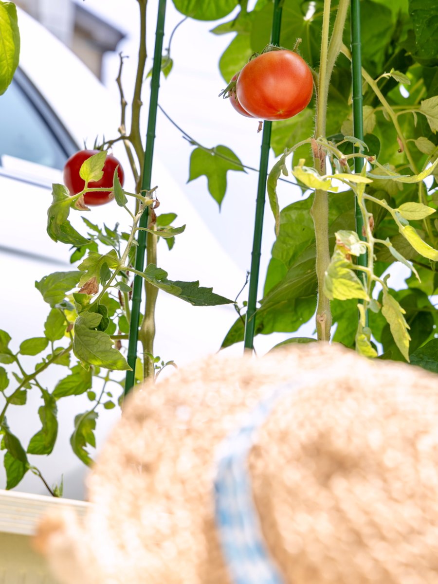 まかかのトマトが、できました🍅
サラダかな？
サンドイチかな？
マヨネズつけるかな？