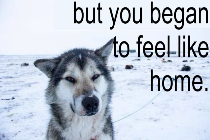 caninepoetry_'s tweet image. 