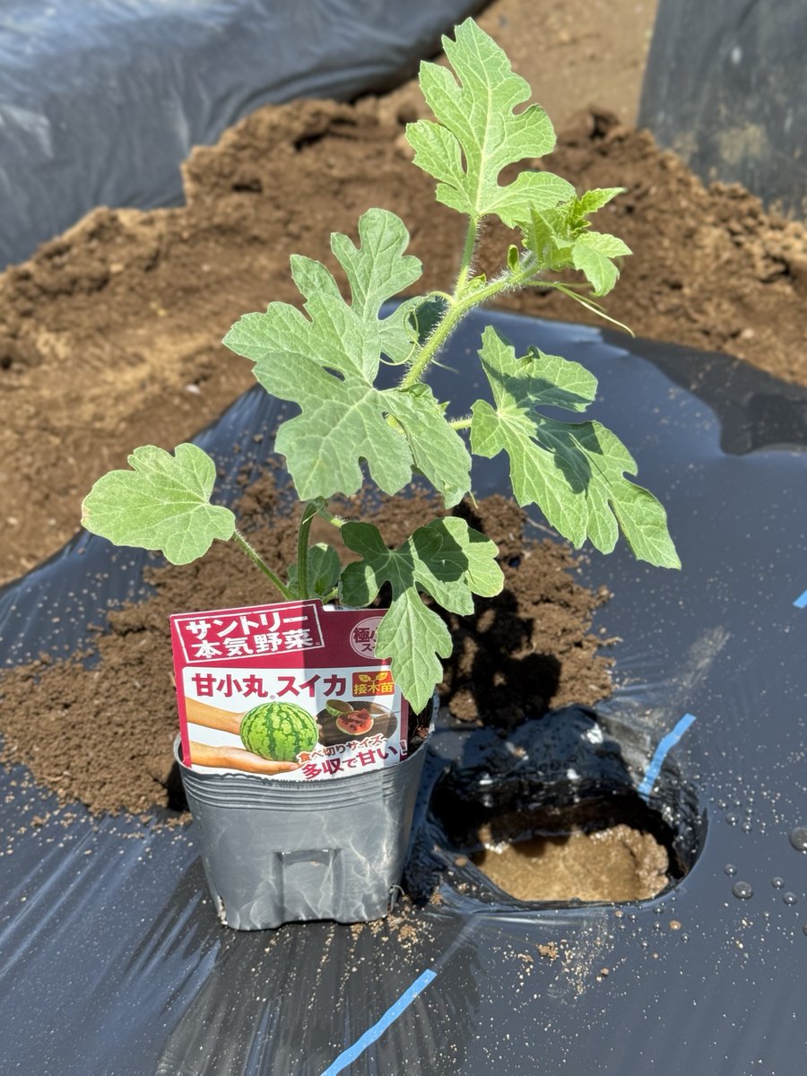 shinokc's tweet photo. 極小玉の甘小丸スイカ。定植から2ヶ月、高温で雨が少ないおかげかワサワサと育っています。
暑過ぎてセミも鳴かず、バッタや蜂の姿も少ないけど、タバコガの幼虫だけは多いので、果実を100均の水切りネット覆ってみました。 https://t.co/KV7DFDFirU