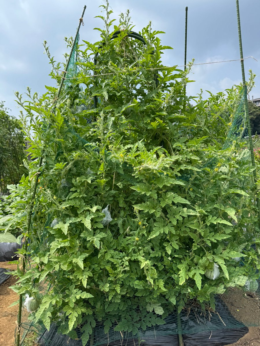 shinokc's tweet photo. 極小玉の甘小丸スイカ。定植から2ヶ月、高温で雨が少ないおかげかワサワサと育っています。
暑過ぎてセミも鳴かず、バッタや蜂の姿も少ないけど、タバコガの幼虫だけは多いので、果実を100均の水切りネット覆ってみました。 https://t.co/KV7DFDFirU