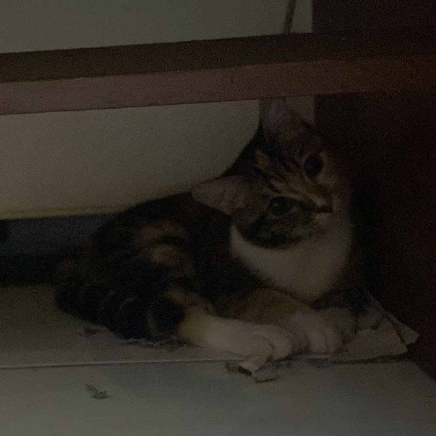 call6wlights's tweet photo. day 4 otw 5 ga tidur sama luna😔 https://t.co/L7XqxD3uzr