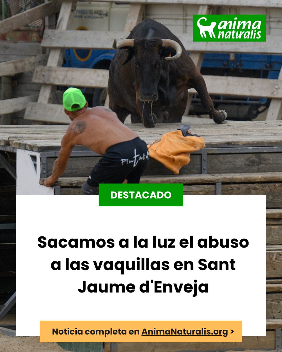 🇪🇸🐂 Sacamos a la luz el abuso a las vaquillas en Sant Jaume d'Enveja

Presenciamos de primera mano el constante hostigamiento y la burla sistemática a la que son sometidos los animales, así como comportamientos de abuso reiterado hacia las vacas. 

👉 Lee todo el reportaje aquí: