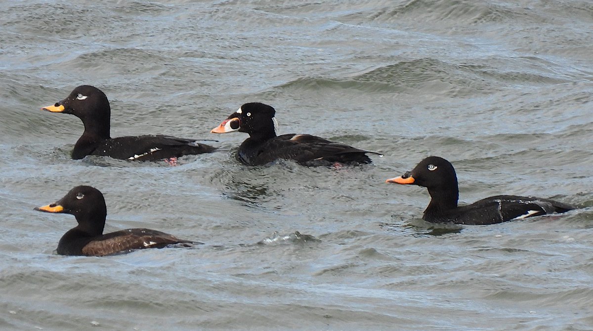 KGbirder (@kgbirder) on Twitter photo I don’t know what’s in the Musselburgh water this year that’s making the scoter show so well, or what’s caused the apparent change in White-winged Scoter status, but both are welcome. The new WWS found y’day still present this am as well as the drake Surf <a href="/birdinglothian/">Birding Lothian</a> I don’t know what’s in the Musselburgh water this year that’s making the scoter show so well, or what’s caused the apparent change in White-winged Scoter status, but both are welcome. The new WWS found y’day still present this am as well as the drake Surf <a href="/birdinglothian/">Birding Lothian</a>