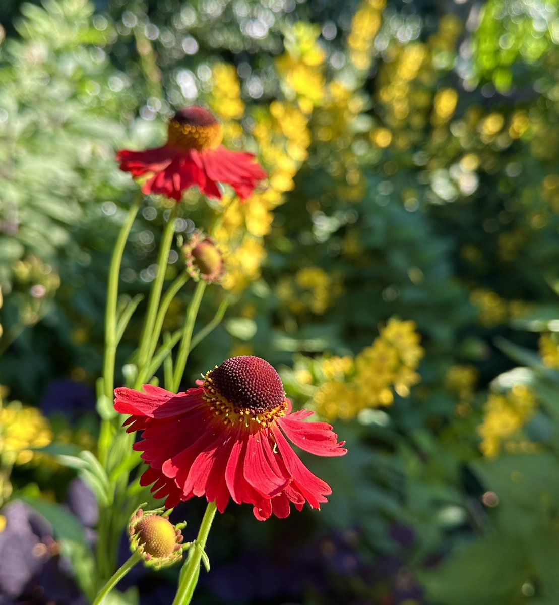 PotteringPolly's tweet photo. The Red hot Heleniums โRuby Tuesdayโ are ready for the next heatwave ๐ฟ๐บโค๏ธ๐ฅต๐ฟ
Stay hydrated everyone ๐ฆ
#flowers #heleniums #redflowers https://t.co/Ut7OsalUp8